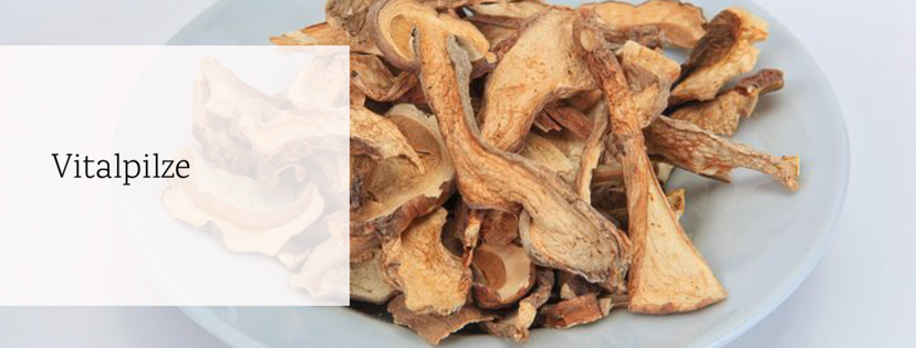 Hund um gsund Vitalpilze